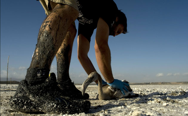 Ringed flamingo chicks: Flamingo chick at the Fuente de Piedra natural reserve in Spain