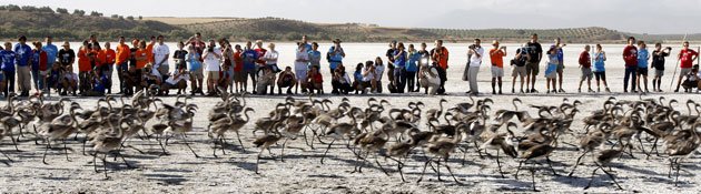 Ringed flamingo chicks: Flamingo chick at the Fuente de Piedra natural reserve in Spain
