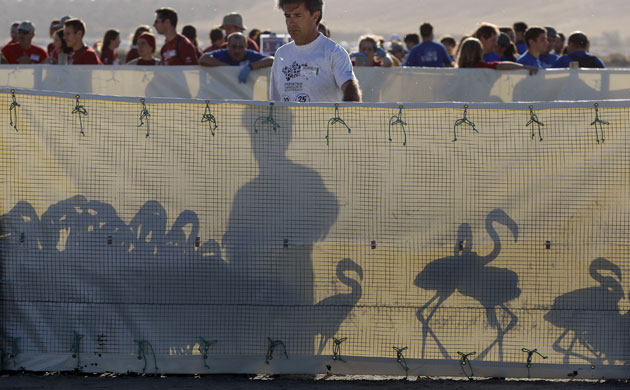 Ringed flamingo chicks: Flamingo chick at the Fuente de Piedra natural reserve in Spain