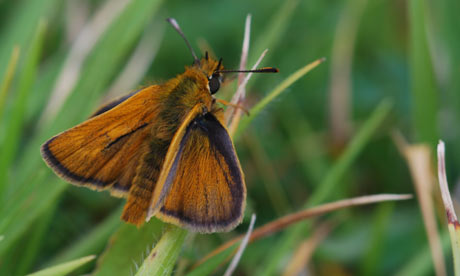 Skipper Butterfly