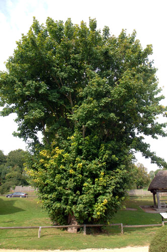 Ancient trees: Tolpuddle Martyrs Tree in Tolpuddle Dorset
