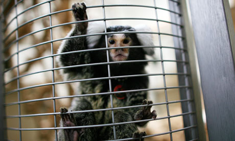 animal testing pictures. A marmoset used in animal