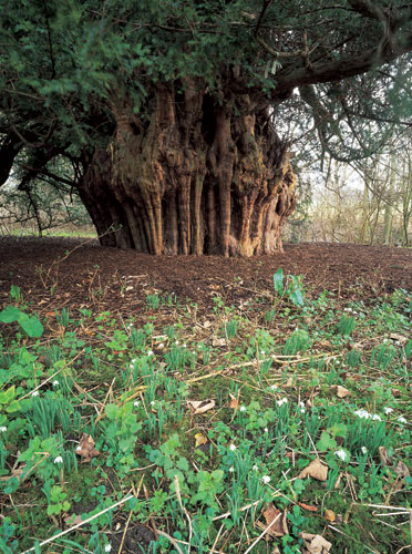 Ancient trees: Ankerwycke yew at Runnymeade