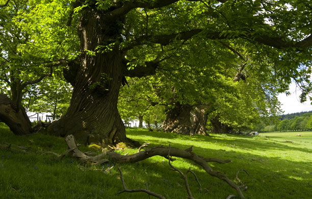 Ancient trees: Spanish Chestnut Avenue at Croft Castle