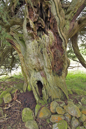 Ancient trees: Borrowdale yews