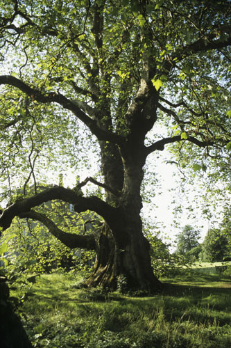 Ancient trees: Plane Tree at Mottisfont