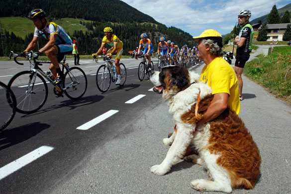 Tour de France stage 16: Fan with his Saint-Bernard dog cheers Alberto Contador and Lance Armstrong 