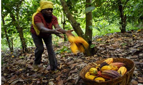 Cocoa Farming