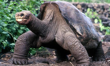 Lonesome George