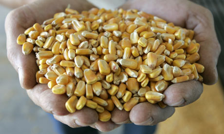Corn for biofuel