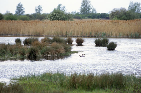 Dragonflies at Wicken Fen: The National Trust’s Wicken Fen in Cambridgeshire