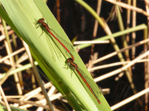Dragonflies at Wicken Fen: Large Red Damselflies at the National Trust’s Wicken Fen in Cambridgeshire