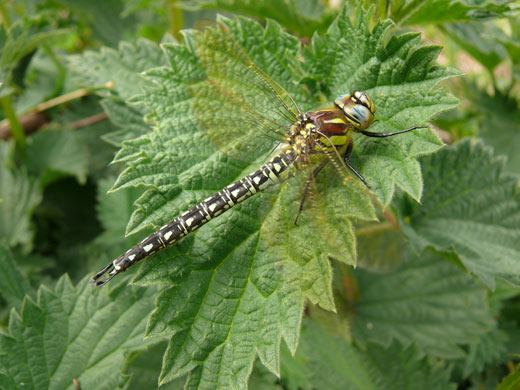 Dragonflies at Wicken Fen: Hairy Dragonfly at the National Trust’s Wicken Fen in Cambridgeshire