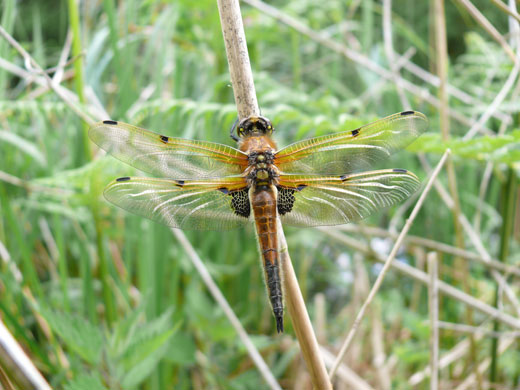 Dragonflies at Wicken Fen: Four-spotted Chaser at the National Trust’s Wicken Fen in Cambridgeshire
