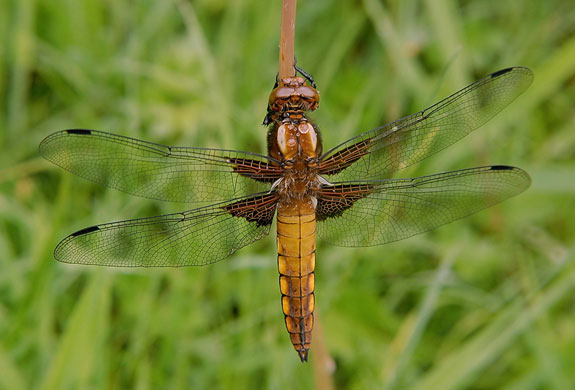 british dragonflies