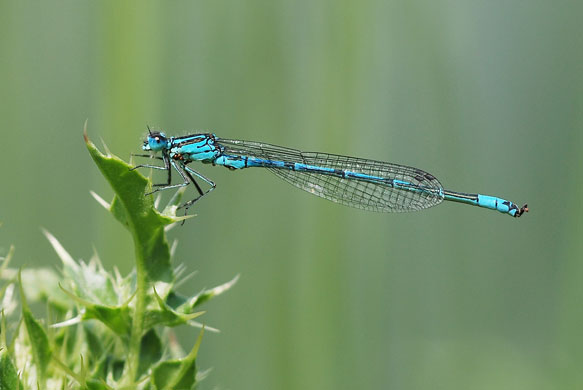Dragonflies at Wicken Fen: Azure Damselfly at the National Trust’s Wicken Fen in Cambridgeshire