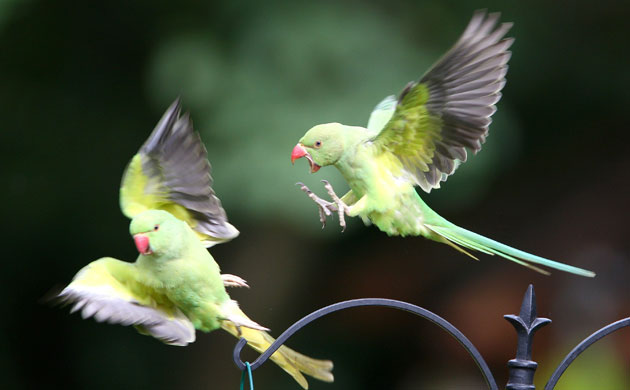 Parakeets on a bird feeder in a London garden.