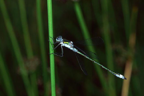 Wicken Fen Dragonflies: Emerald Damselfly