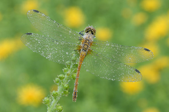 Wicken Fen Dragonflies: The Ruddy Sympetrum Dragonfly has a wingspan of up to 6 cm