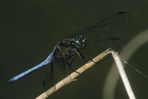 Wicken Fen Dragonflies: Black-tailed Skimmer Dragonfly is found near open water along the shore
