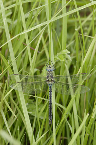 Wicken Fen Dragonflies: Emperor Dragonfly large and powerful species of European hawker dragonfly