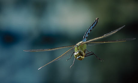 Large+dragonflies+uk