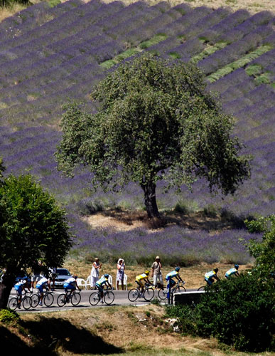 Tour de France Stage 20: Peloton cycles past lavender fields
