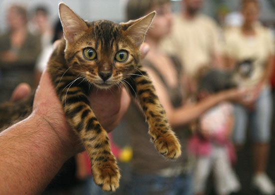 26 July 2009: Prague, Czech Republic: An owner shows off his cat 