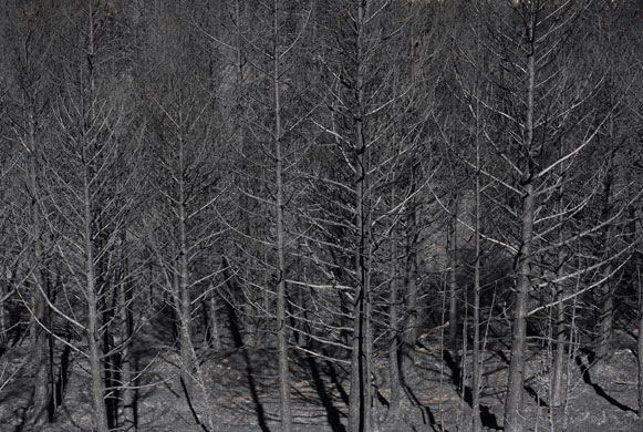 26 July 2009: Ejulve, Spain: Trees burnt by wildfires