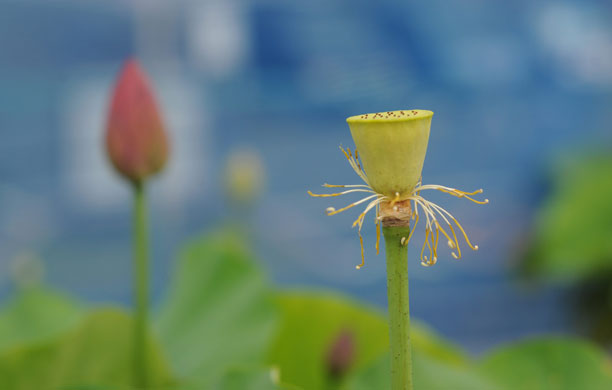 26 July 2009: Hayama city, Japan: Lotus blossoms and pods