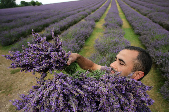 27 July 2009: Banstead, UK: A worker hand picks bunches of lavender