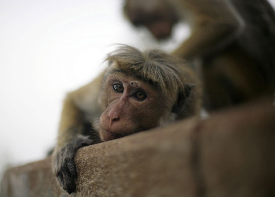 27 July 2009: Sigiriya, Sri Lanka: Monkeys at the rock fortress ruins