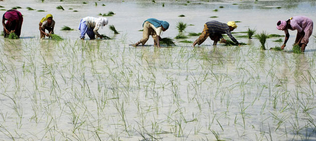 27 July 2009: Mathura, India: Farmers plant saplings in a rice field