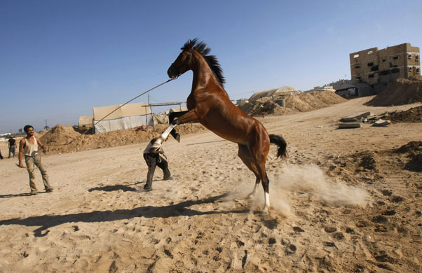 24 hours : Rafah, Gaza: Palestinian men attempt to tame a horse 