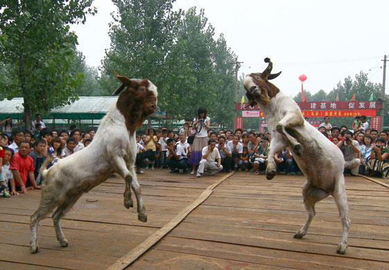 24sport: Goat Fighting Match in Linquan
