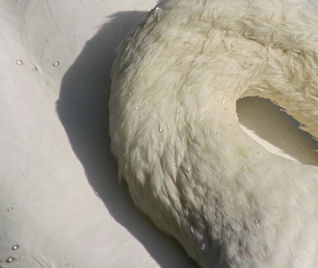 GethinThomas portfolio: The S in Swan