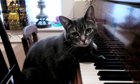 piano playing cat