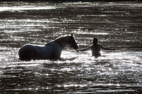 24 hours: A man takes a bath with his horse in River Tisza in Hungary