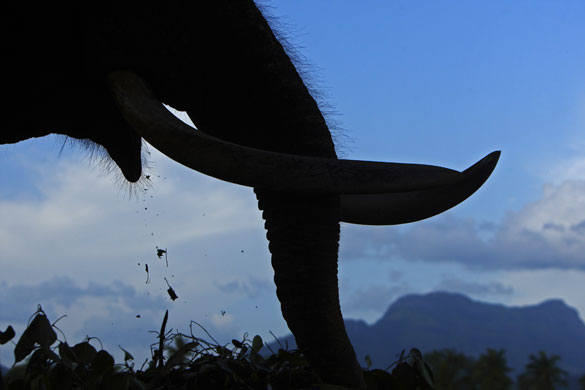 24 hours: An elephant eats at an elephant orphanage in Pinnawala, Sri Lanka