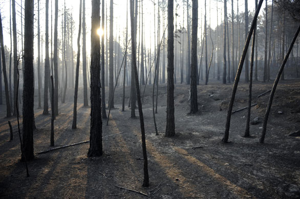 Satellite eye on Earth: Burned trees are pictured in Aliaga, near Teruel, Spain
