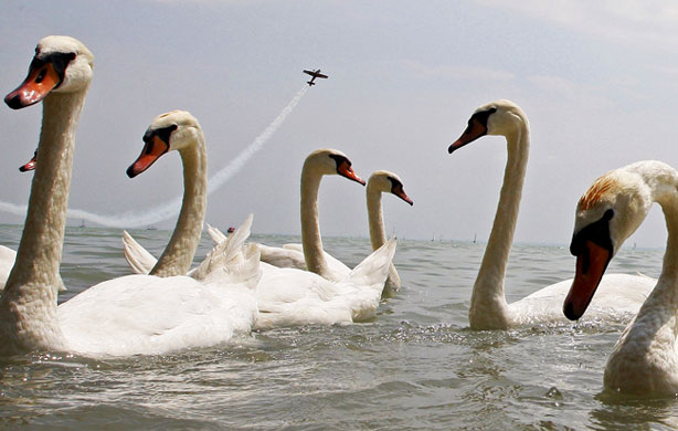 24 hour in sport: Hungarian aerobatic pilot Zoltan Veres