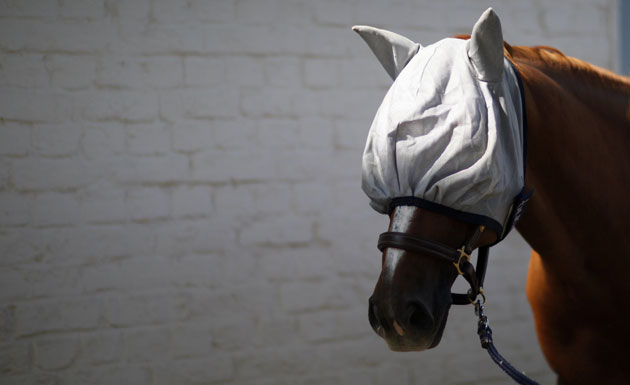 24 hours in pictures: A horse wearing head protection against flies