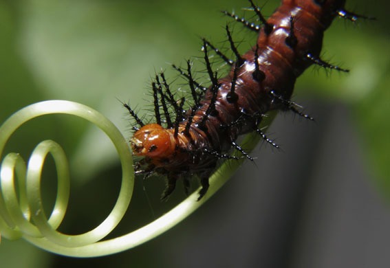 24 hours in pictures: A Tawny Coster caterpillar foragesin Singapore