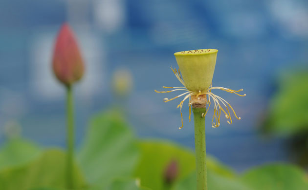 Week in Wildlife: Japanese lotus blossom viewing tradition.