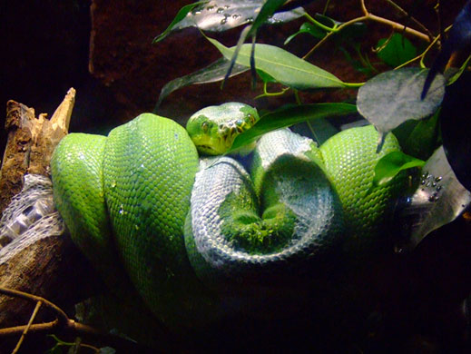 In Pictures Pose: Erica Coughlan