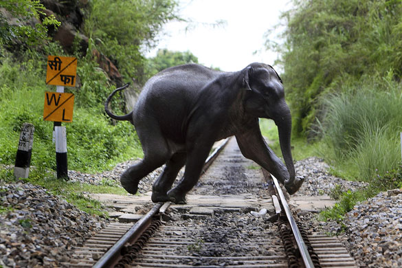 24 hours: A wild elephant crosses a railway track in Gauhati, India