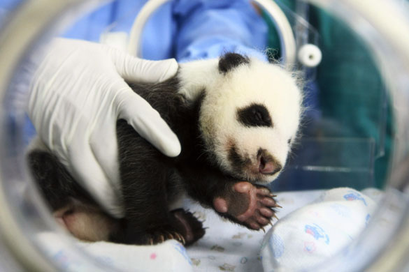 24 hours in pictures: Bangkok, Thailand: A veterinarian carries a baby panda
