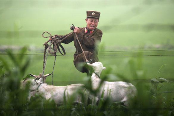 24 hours in pictures: Sinuiju, North Korea: A North Korean soldier kicks a goat