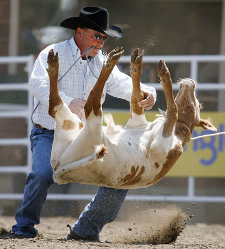 24 hours in pictures: Calgary, Alberta: A man flips a calf at the Calgary Stampede Rodeo
