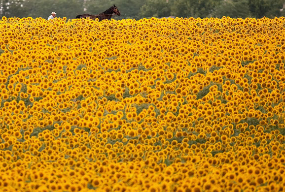 24 hours in pictures: Bucharest, Romania: A horse drawn cart passes a sunflower field 